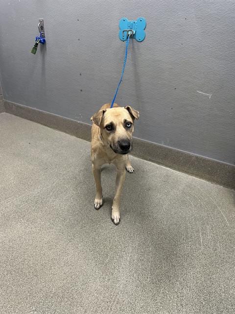 Photo of Moonlight, adoptable Pit Bull Terrier in Las Vegas, Nevada