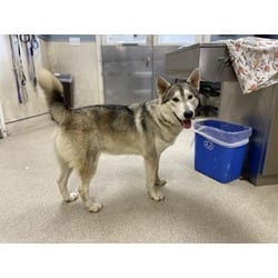 Photo of Bandit, adoptable Husky in Jurupa Valley, California