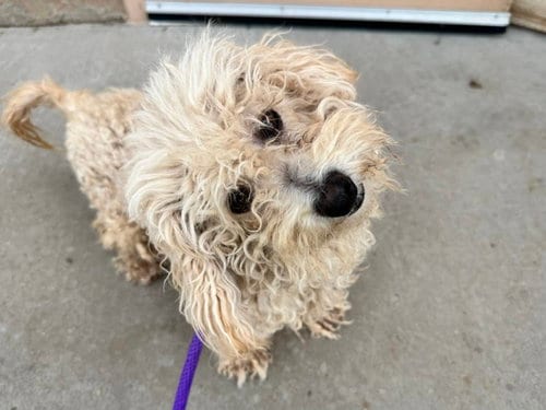 Photo of Curly, adoptable Poodle (Miniature) in Albuquerque, New Mexico
