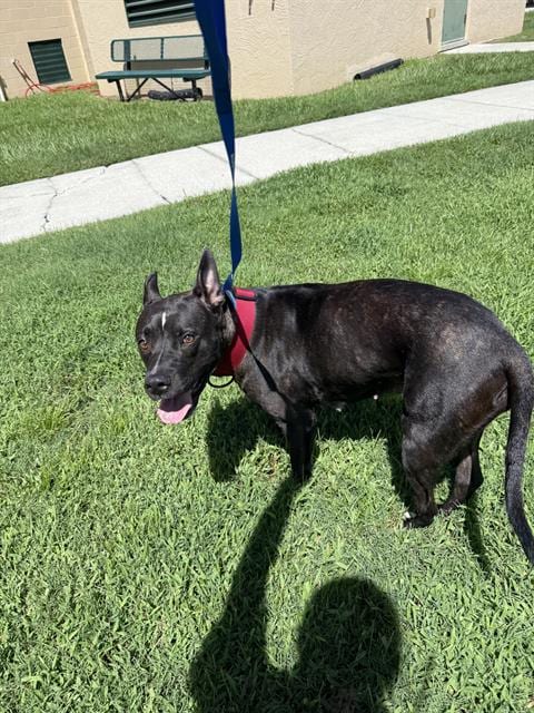 Photo of Raina, adoptable Bulldog in Winter Haven, Florida