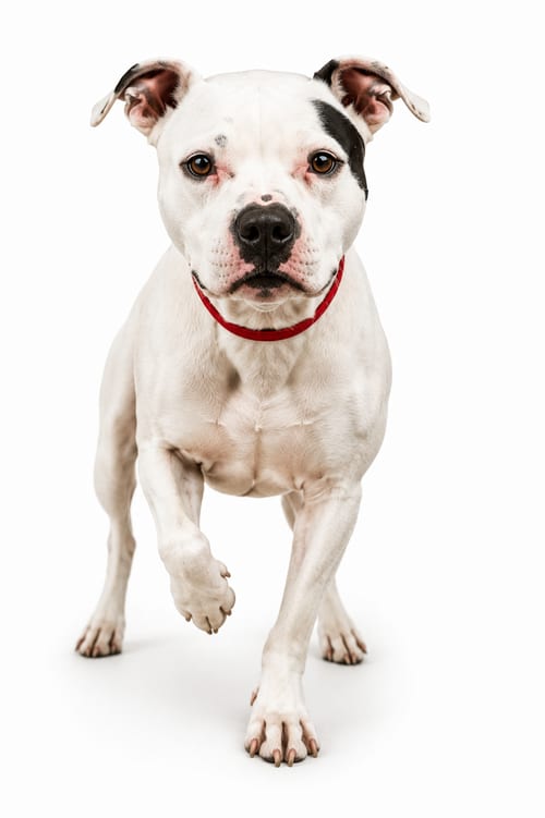 Photo of Potus, adoptable American Pit Bull Terrier in Port Richey, Florida