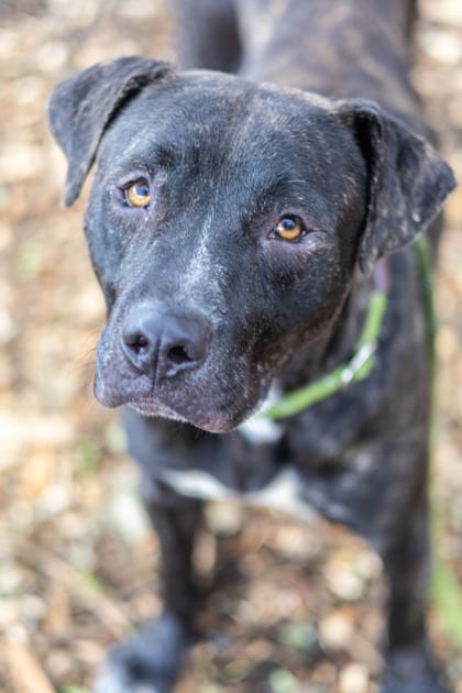 Photo of Festival, adoptable dog in Chamblee, Georgia