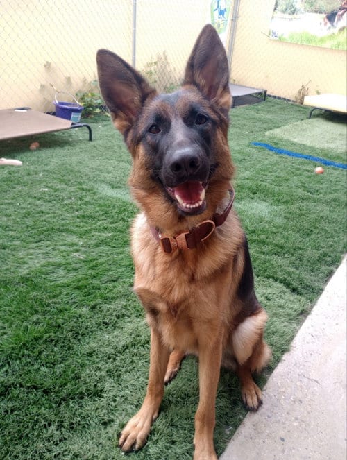 Photo of Athena, adoptable German Shepherd Dog in San Diego, California