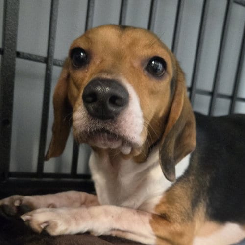 Photo of Stan Lee, adoptable Beagle in Normal, Illinois