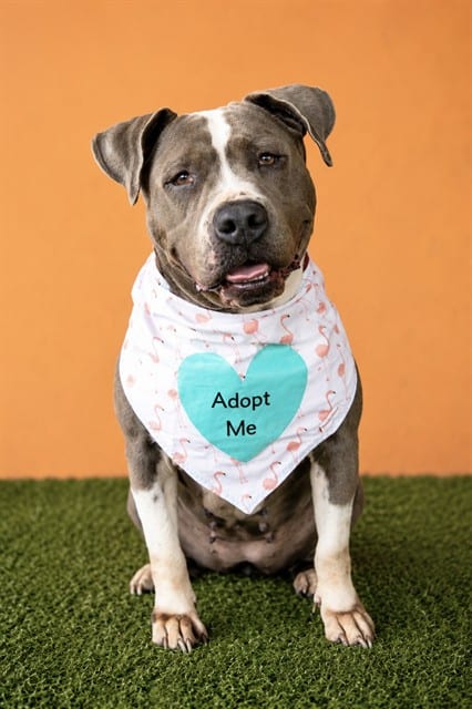 Photo of Luna, adoptable American Bulldog mix in Miami, Florida