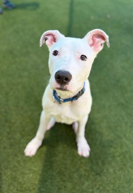 Photo of David, adoptable Pit Bull Terrier in Dallas, Texas