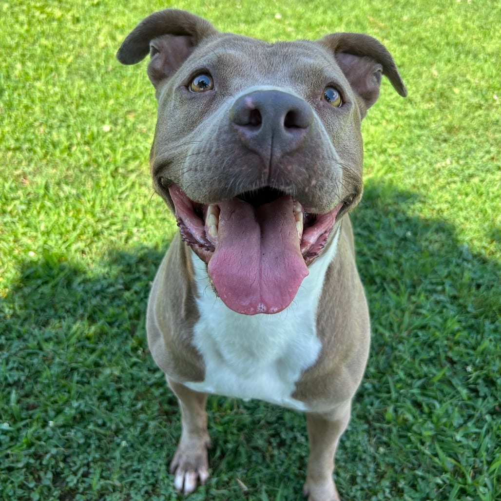 Photo of Alli, adoptable Mixed Breed (Medium) in Chattanooga, Tennessee