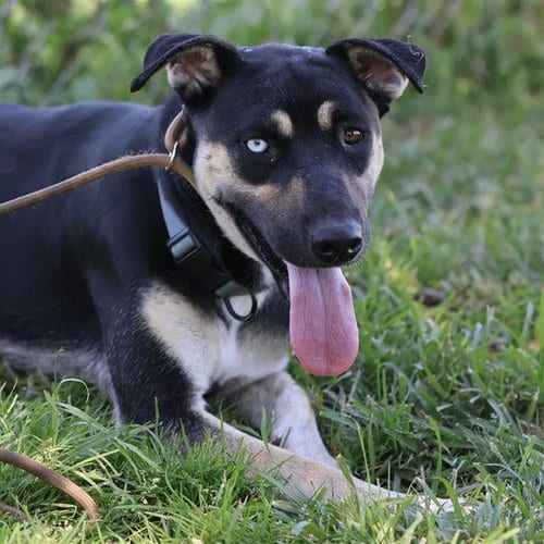 Photo of Laci, adoptable German Shepherd Dog in Modesto, California