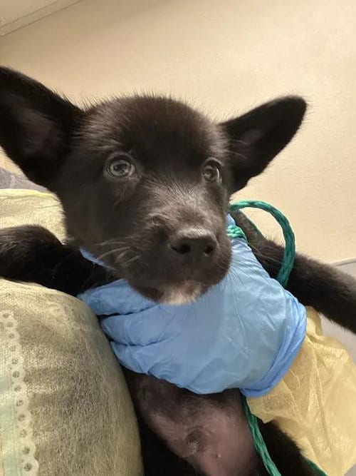 Photo of Dorito, adoptable Siberian Husky in Las Vegas, Nevada