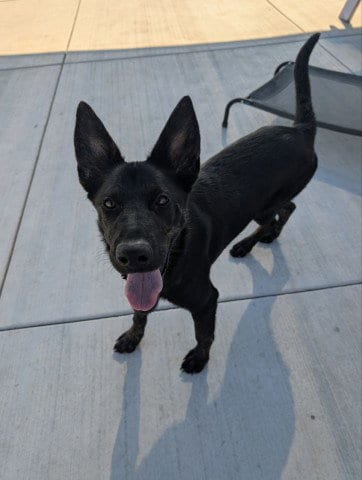 Photo of Lilo, adoptable Belgian Shepherd Malinois in Redlands, California