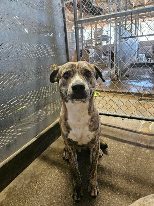 Photo of Cat, adoptable Plott Hound in El Centro, California