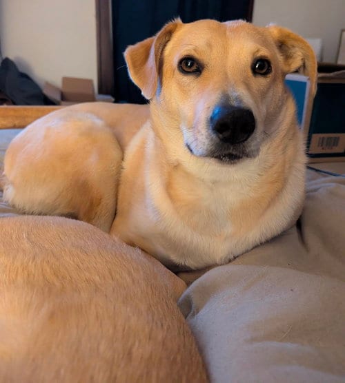 Photo of Peach, adoptable Labrador Retriever in Princeton, Minnesota