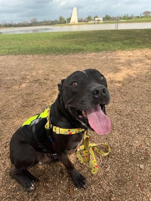 Photo of Samson, adoptable Staffordshire Bull Terrier in Sugar Land, Texas