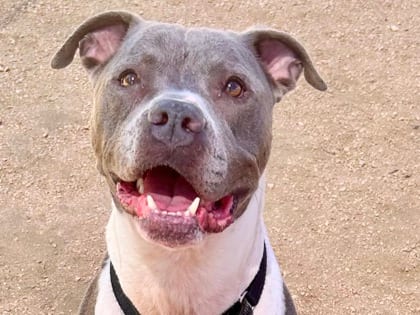 Photo of Drake, adoptable dog in Georgetown, Texas