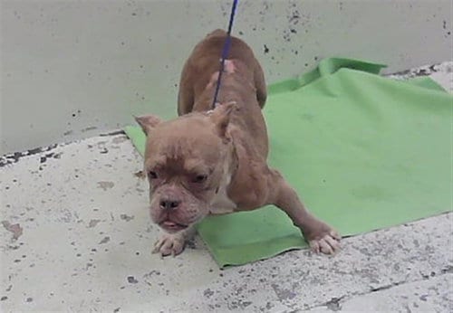 Photo of Creme Brulee, adoptable American Staffordshire Terrier in Houston, Texas