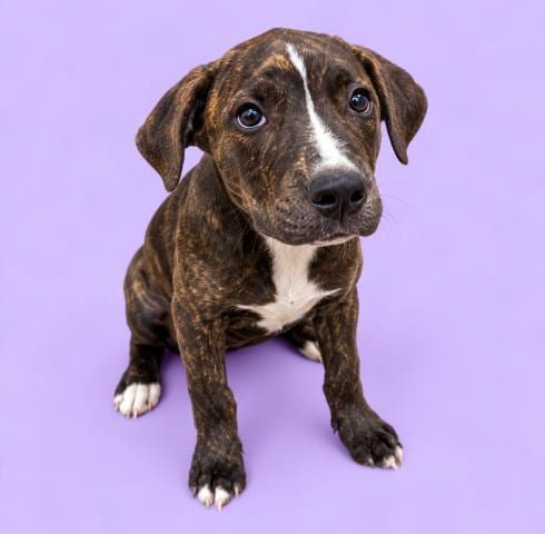 Photo of Bean, adoptable Pit Bull Terrier in HESPERIA, California