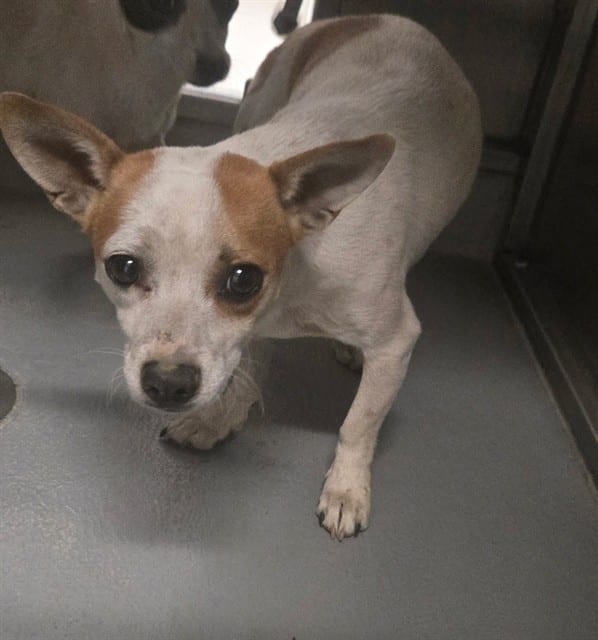Photo of Senior Chihuahua - Smooth Coated, adoptable Chihuahua - Smooth Coated in Bakersfield, California