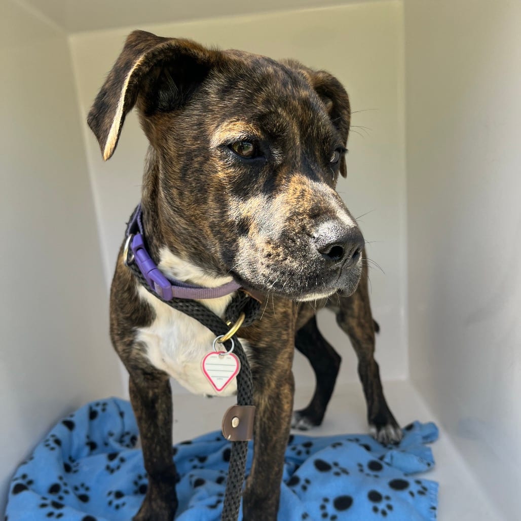 Photo of Rosie, adoptable Mixed Breed (Small) in Chattanooga, Tennessee