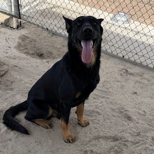 Photo of Stewie, adoptable German Shepherd Dog in Thousand Palms, California