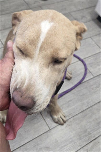 Photo of Cheesecake, adoptable Labrador Retriever in Lake Isabella, California