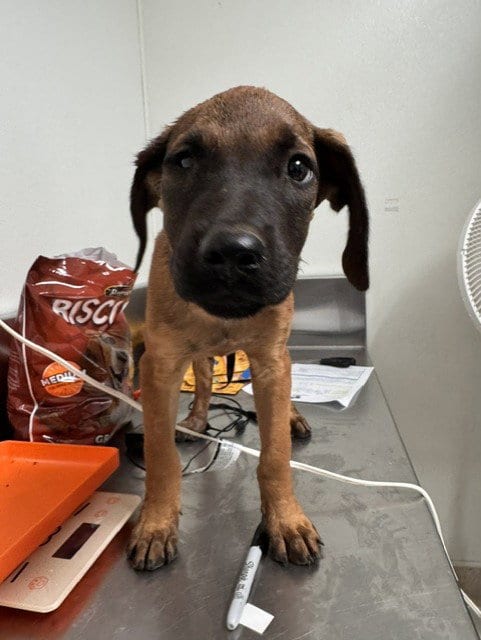 Photo of Pencil, adoptable Boxer in Bakersfield, California