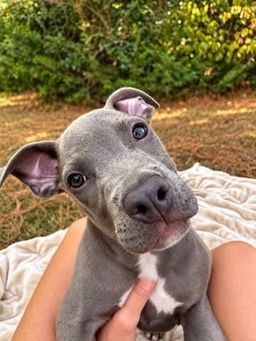 Photo of Big Mac (2026), adoptable Pit Bull Terrier in Wenonah, New Jersey