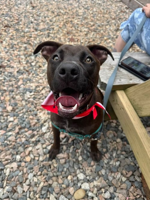 Photo of Zeppelin, adoptable German Shepherd Dog in Holly Springs, North Carolina