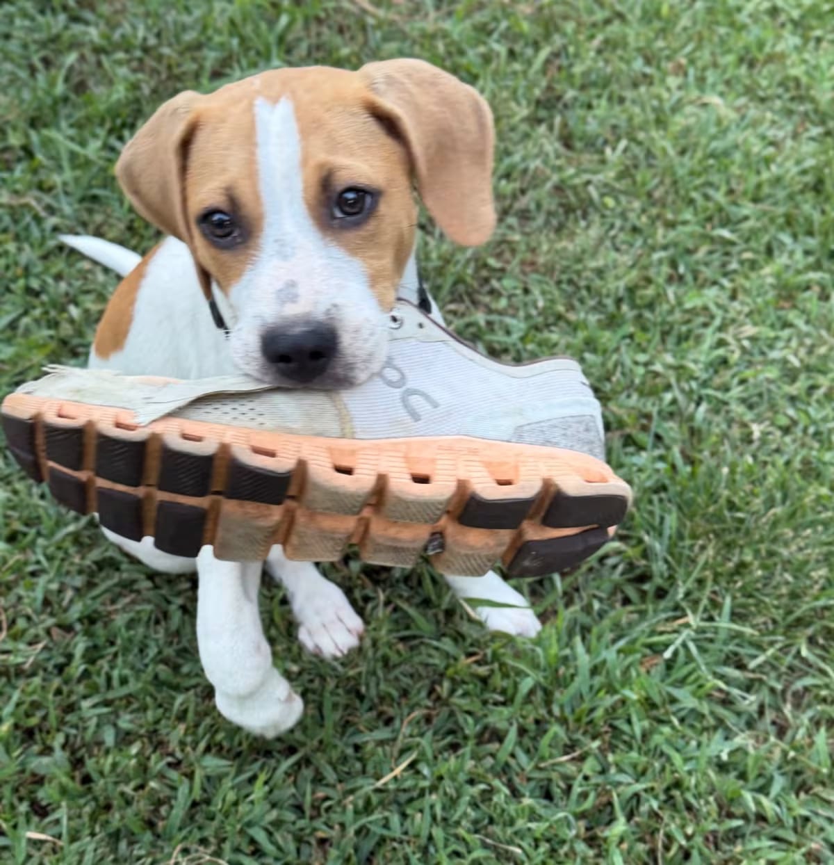 Photo of Forrest, adoptable Beagle/Coonhound in Southington, Connecticut