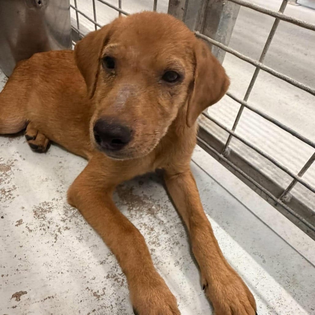 Photo of Dennis 26-09-050, adoptable Shepherd / Mixed Breed (Small) in Bastrop, Texas