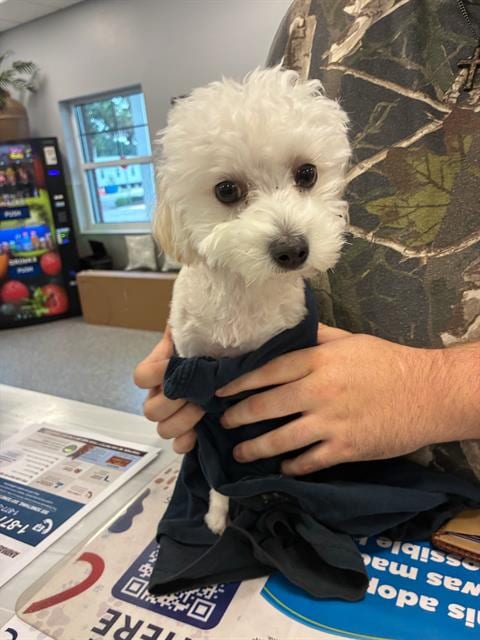 Photo of Yetti, adoptable Poodle (Miniature) in Palmetto, Florida