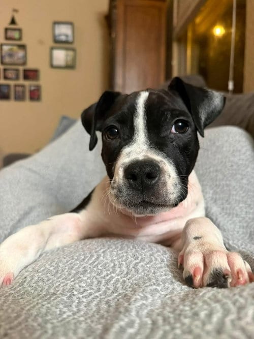 Photo of Merida, adoptable American Staffordshire Terrier in OKLAHOMA CITY, Oklahoma