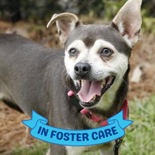 Photo of Zeke, adoptable Chihuahua in Tallahassee, Florida