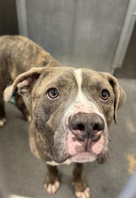 Photo of Tyson, adoptable Pit Bull Terrier in Dallas, Texas