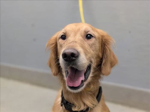 Photo of Harribo, adoptable Golden Retriever in Las Vegas, Nevada