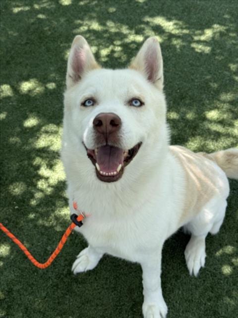 Photo of Wuero, adoptable Husky in Chatsworth, California