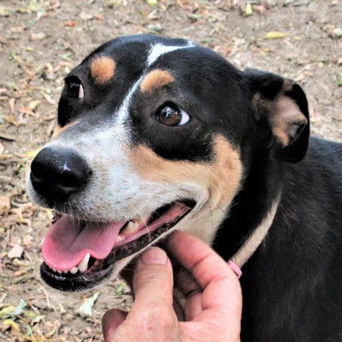 Photo of Rosemary, adoptable Australian Cattle Dog/Blue Heeler in Godley, Texas