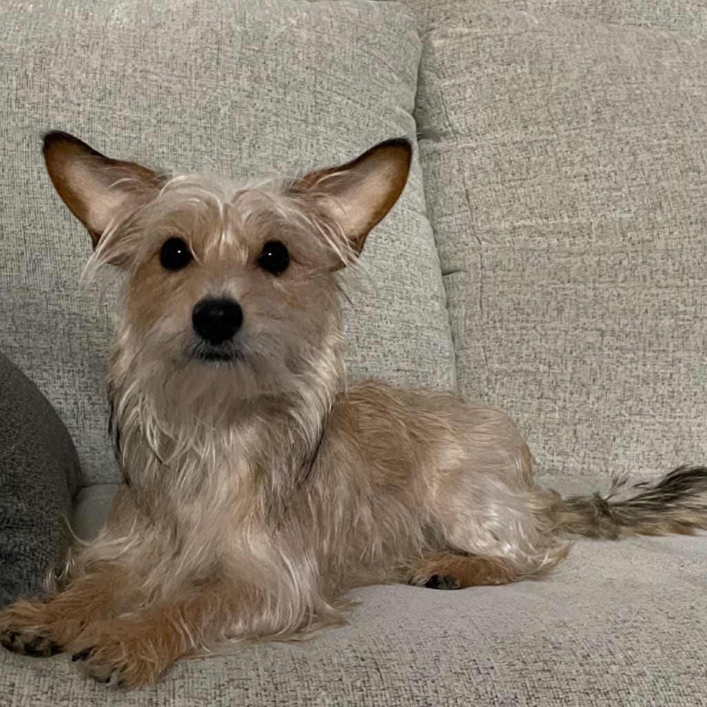 Photo of Maggie, adoptable Terrier, Yorkshire, Yorkie in Maryland, Maryland