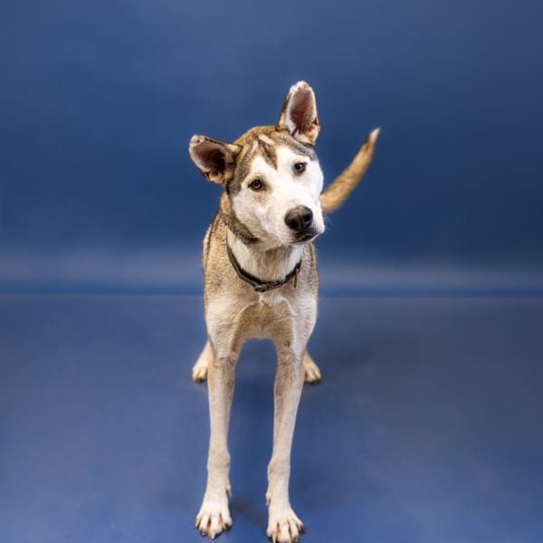 Photo of Rowdy, adoptable Siberian Husky cross in Lawrenceville, Georgia