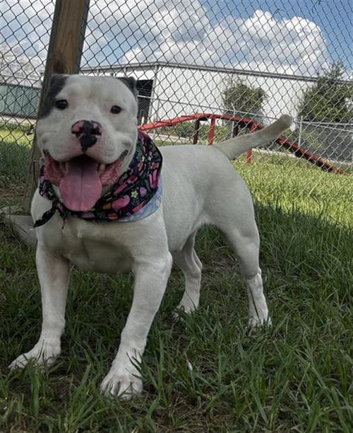 Photo of Galileo, adoptable American Bulldog in Rosenberg, Texas