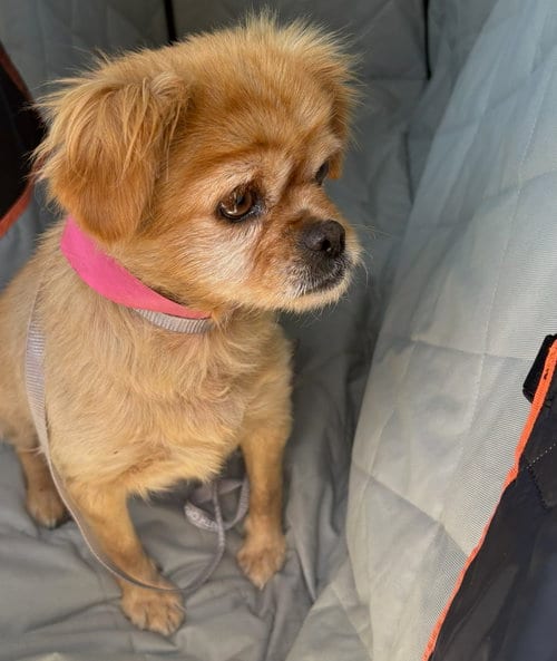 Photo of June Bug, adoptable Unknown breed (short coat) in Santa Ana, California