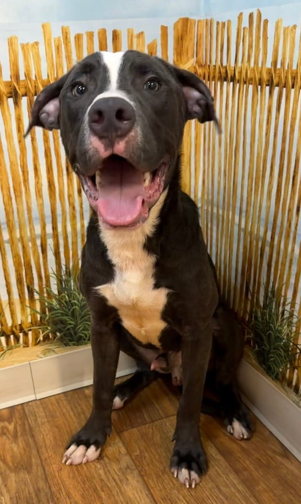 Photo of Scotland, adoptable Mixed Breed in Ocala, Florida