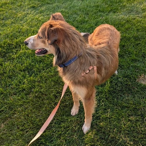 Photo of Maddie, adoptable Shetland Sheepdog Sheltie in Dublin, Ohio