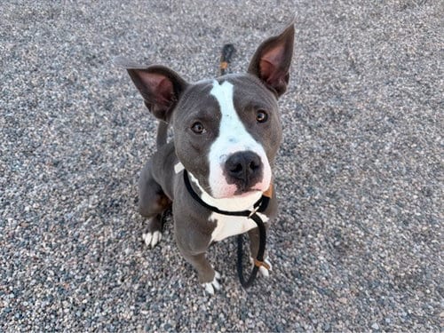 Photo of Sharky, adoptable American Pit Bull Terrier in Mesa, Arizona