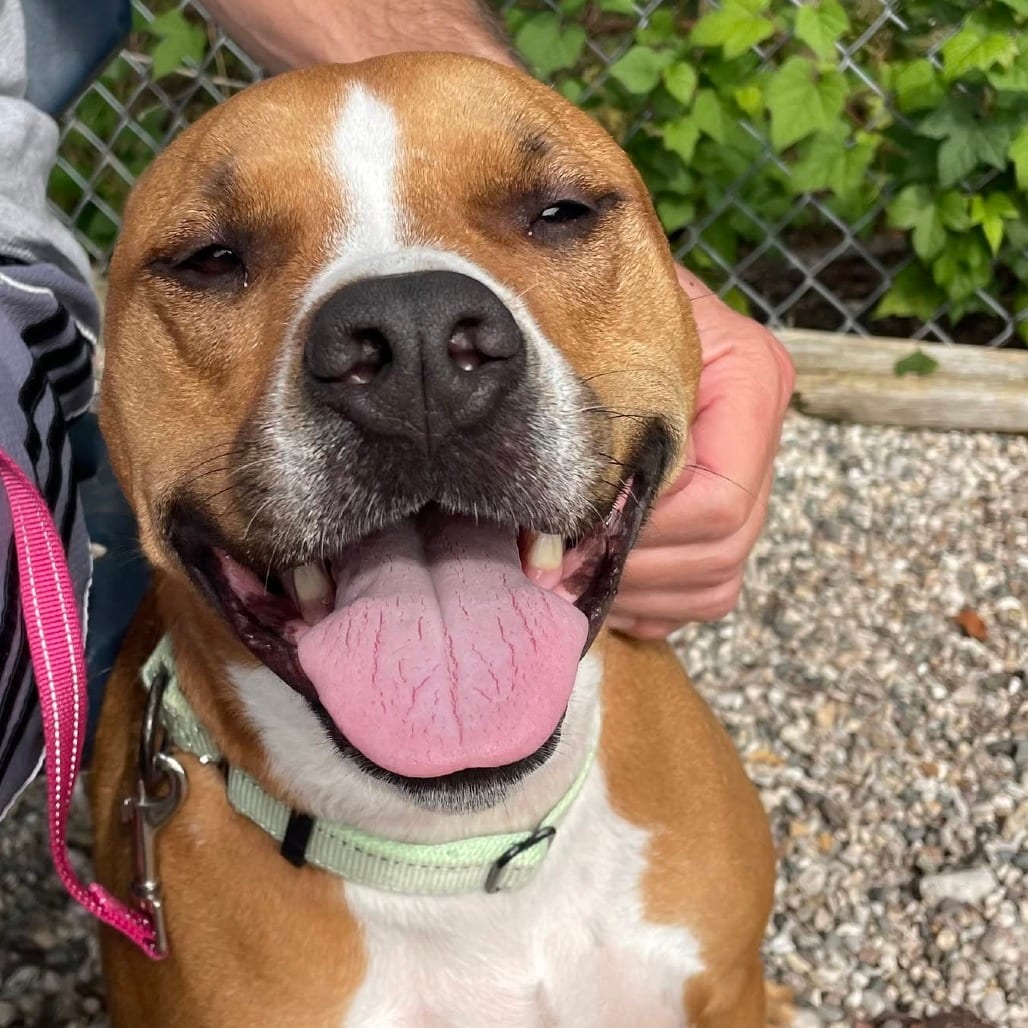 Photo of Eevee, adoptable Mixed Breed (Medium) in West Olive, Michigan