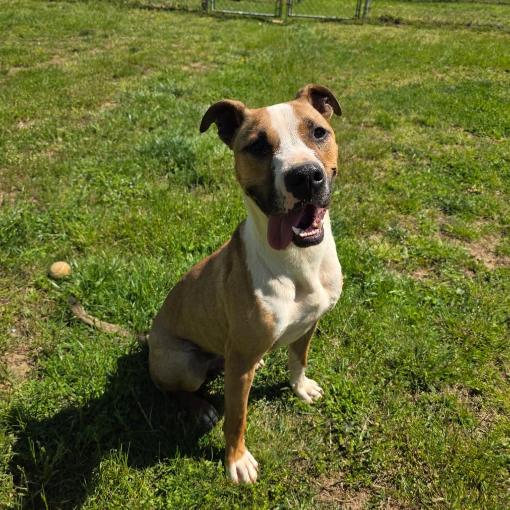 Photo of Scooby, adoptable Shepherd / Mix