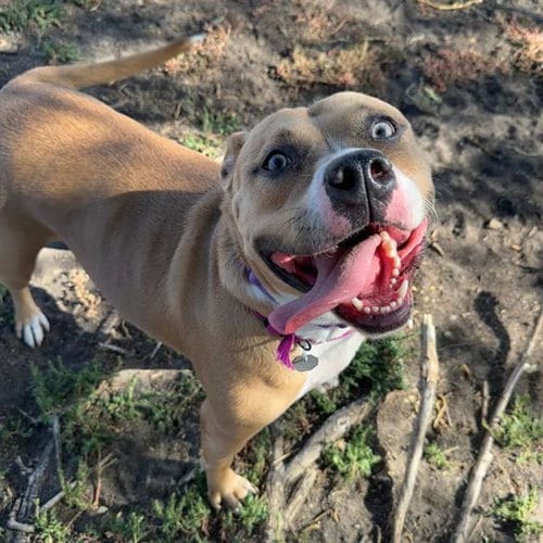 Photo of Everly, adoptable Pit Bull Terrier in Aurora, Colorado
