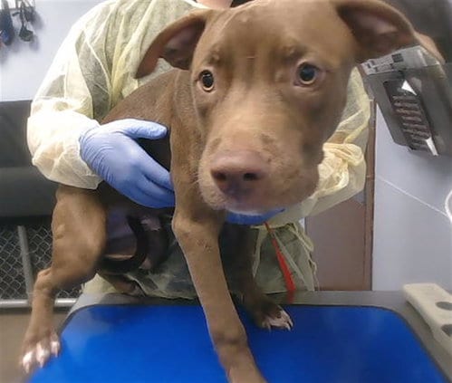 Photo of Canelo, adoptable American Pit Bull Terrier in Phoenix, Arizona