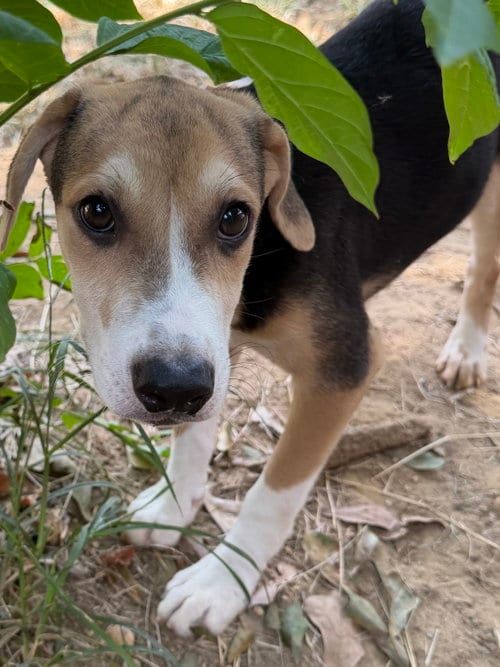 Photo of Hank, adoptable Hound in Wetumpka, Alabama