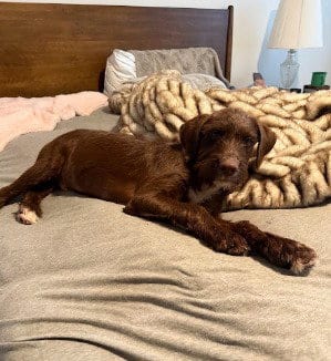 Photo of Hershey, adoptable Terrier in Salt Lake City, Utah