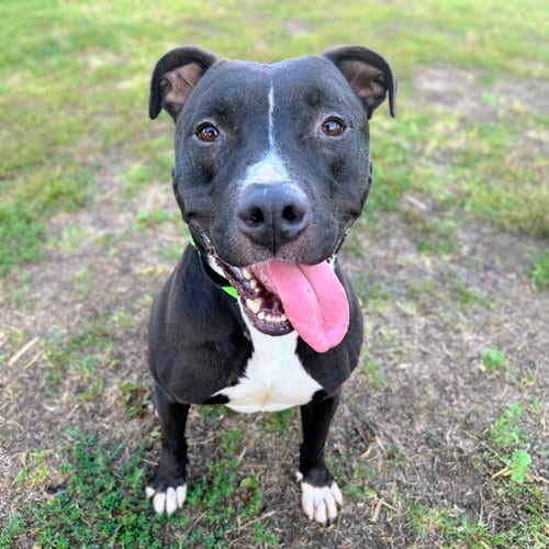 Photo of King Tubby, adoptable American Pit Bull Terrier in Oakland, California